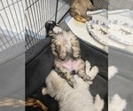 Small #1 Chonzer-Pomeranian Mix