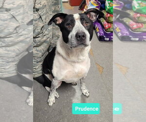 Prudence - Female Borador Dog for Adoption - Photo #3