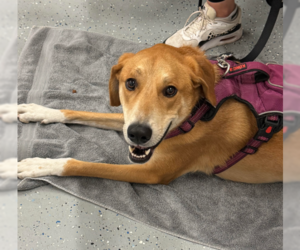 Doberman Pinscher-Great Pyrenees Mix Dogs for adoption in Brooklyn Center, MN, USA