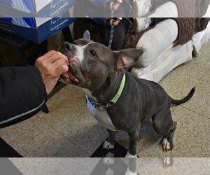Meera - Female American Staffordshire Terrier-Unknown Mix Dog for Adoption - Photo #3