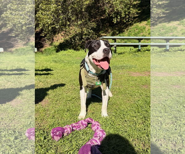 Medium Photo #1 American Pit Bull Terrier-Unknown Mix Puppy For Sale in Berkeley, CA, USA