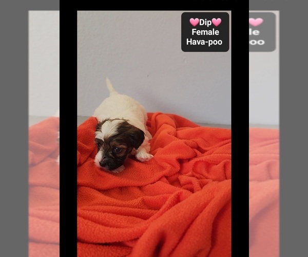 Medium Photo #2 Havapoo Puppy For Sale in TUCSON, AZ, USA