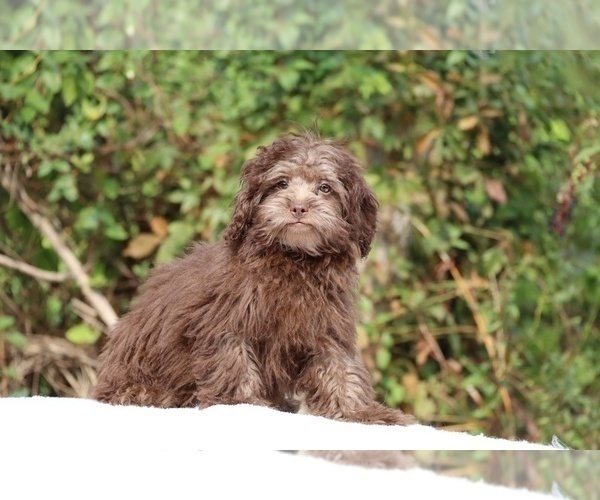Medium Photo #21 ShihPoo Puppy For Sale in DYERSBURG, TN, USA