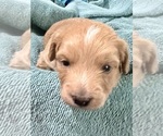Small Photo #29 Aussiedoodle Miniature  Puppy For Sale in GOSHEN, OH, USA