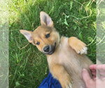 Small Australian Kelpie-Golden Retriever Mix