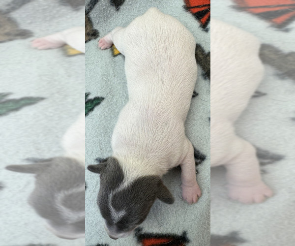 Medium Photo #5 Rat Terrier Puppy For Sale in WHITAKERS, NC, USA