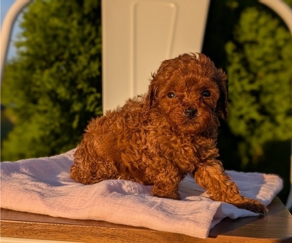 Medium Photo #15 Poodle (Miniature) Puppy For Sale in GOSHEN, IN, USA