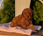 Small Photo #15 Poodle (Miniature) Puppy For Sale in GOSHEN, IN, USA