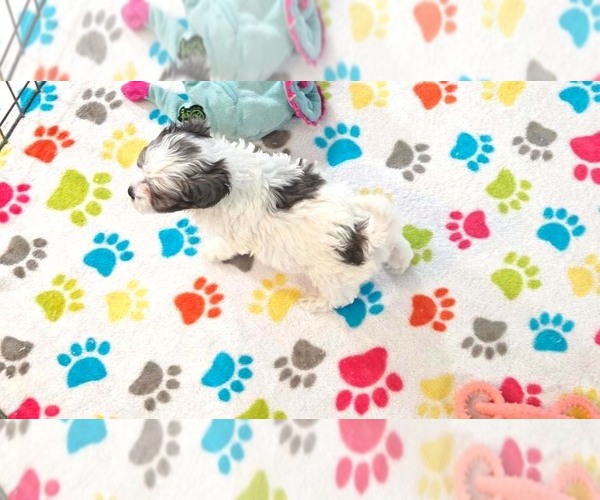 Medium Photo #7 Havapoo Puppy For Sale in ORO VALLEY, AZ, USA