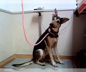 German Shepherd Dog-Unknown Mix Dogs for adoption in Martinez, CA, USA