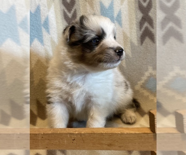 Medium Photo #6 Shetland Sheepdog Puppy For Sale in FORT MORGAN, CO, USA