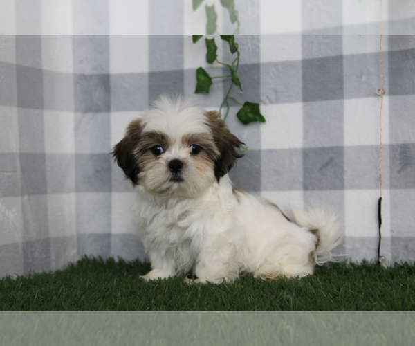 Medium Photo #3 Shih Tzu Puppy For Sale in MARIETTA, GA, USA