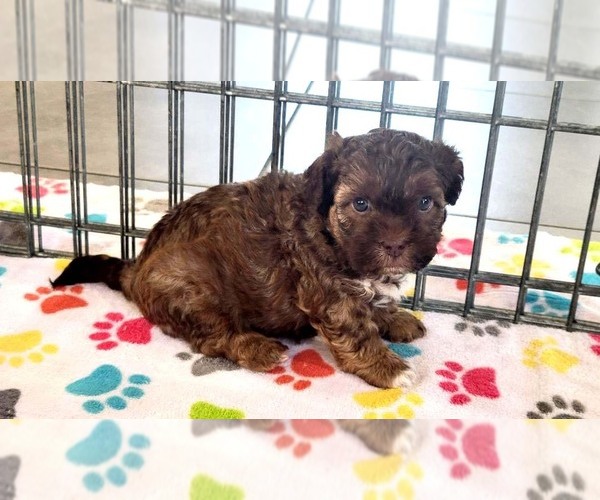 Medium Photo #6 ShihPoo Puppy For Sale in ORO VALLEY, AZ, USA