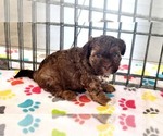 Small #5 ShihPoo