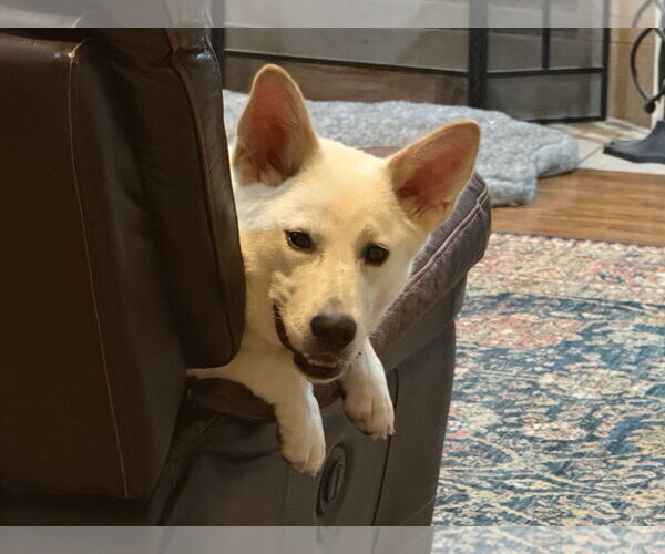 Medium Photo #2 Unknown-white german shepherd Mix Puppy For Sale in Hoffman Estates, IL, USA