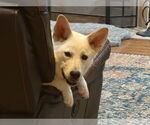 Small #1 white german shepherd Mix