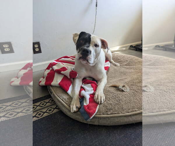 Medium Photo #2 American Bulldog-Unknown Mix Puppy For Sale in Berkeley, CA, USA