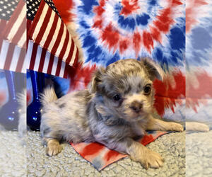 Chihuahua Puppy for sale in NEWVILLE, PA, USA