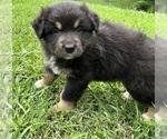 Small #1 Australian Shepherd
