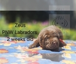 Puppy Zeus Labrador Retriever