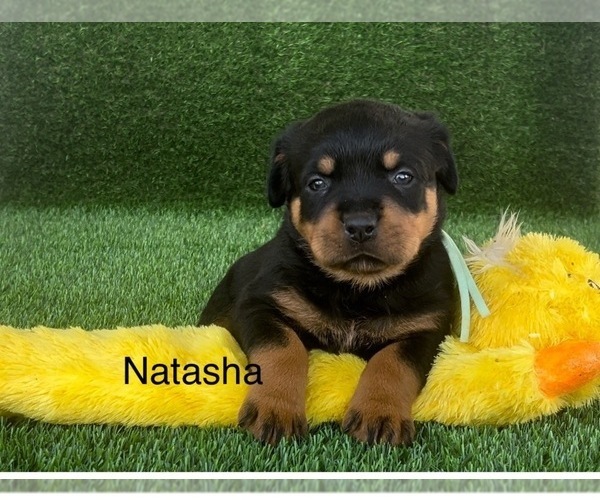 Medium Photo #3 Rottweiler Puppy For Sale in HOPKINSVILLE, KY, USA