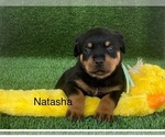 Small Photo #3 Rottweiler Puppy For Sale in HOPKINSVILLE, KY, USA