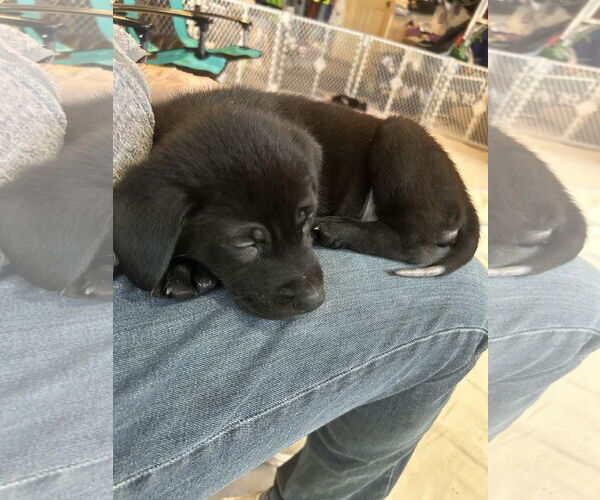 Medium Photo #4 Colonial Cocker Spaniel-Labrador Retriever Mix Puppy For Sale in St. Louis Park, MN, USA