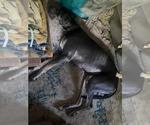 Small #5 Great Dane