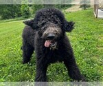 Small Photo #3 Labradoodle Puppy For Sale in DUNDEE, OH, USA
