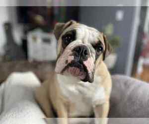 Mother of the English Bulldog puppies born on 05/05/2025