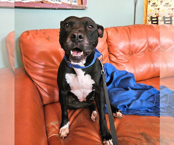 Medium Photo #1 American Staffordshire Terrier Puppy For Sale in Tampa, FL, USA