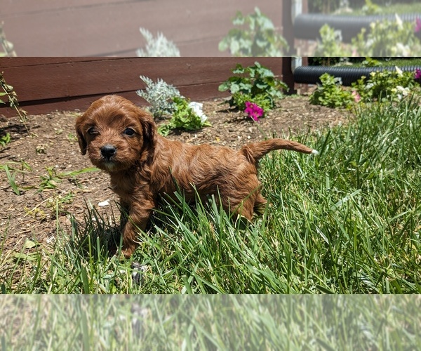 Medium Photo #5 Cavapoo Puppy For Sale in GOSHEN, IN, USA