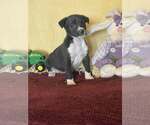 Small #2 Mutt