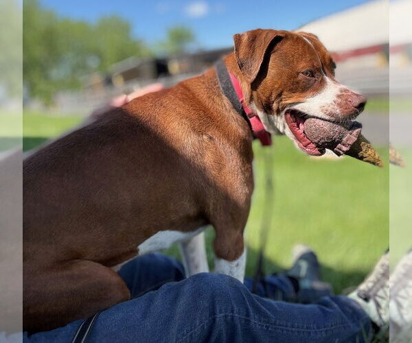 Medium Photo #17 Boxador Puppy For Sale in Elmsford, NY, USA