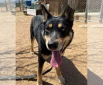 Small #8 Australian Kelpie
