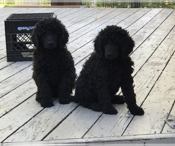 Medium Photo #1 Poodle (Standard) Puppy For Sale in LOGAN, UT, USA