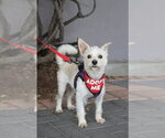 Small #5 Mutt
