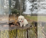 Small Photo #3 English Cream Golden Retriever Puppy For Sale in WORCESTER, MA, USA