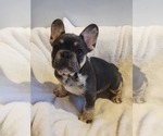 Small Photo #1 French Bulldog Puppy For Sale in FRANKFORD, MO, USA