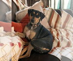 Small #1 Mutt