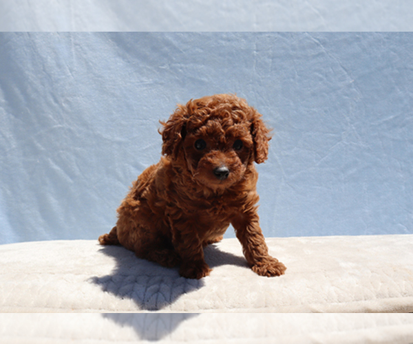 Medium Photo #3 Poodle (Toy) Puppy For Sale in LOS ANGELES, CA, USA