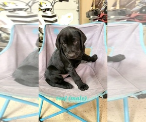 Labrador Retriever Puppy for sale in DOUGLASS, KS, USA