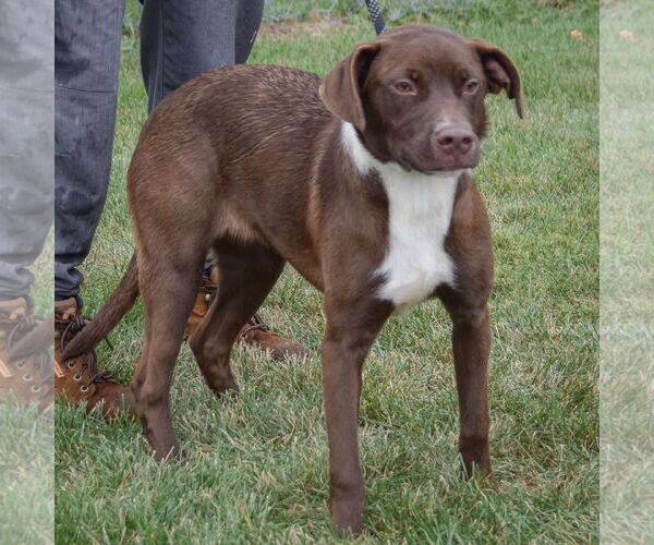Medium Photo #4 American Staffordshire Terrier-Chocolate Labrador retriever Mix Puppy For Sale in Huntley, IL, USA