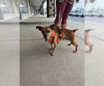 Small #8 Jack Russell Terrier Mix