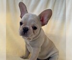 Small Photo #1 French Bulldog Puppy For Sale in HUTCHINSON, KS, USA