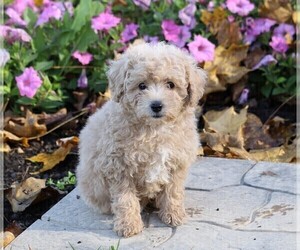 Poodle (Miniature) Puppy for sale in FREDERICKSBG, OH, USA