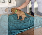 Small #5 Chesapeake Bay Retriever