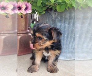 Yorkshire Terrier Puppy for sale in MANES, MO, USA