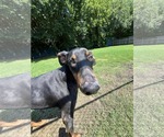 Small #3 Doberman Pinscher