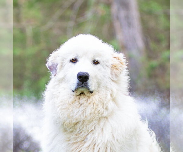 Medium Photo #1 Great Pyrenees Puppy For Sale in Unionville, PA, USA